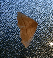 Tetracis jubararia