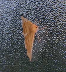 Tetracis jubararia