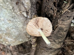 Pluteus