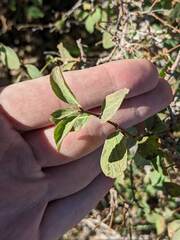 Symphoricarpos rotundifolius