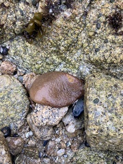Aplidium californicum