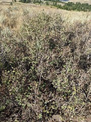 Symphoricarpos rotundifolius