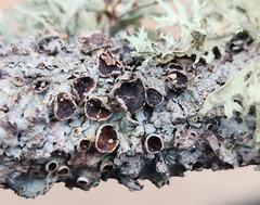 Punctelia bolliana