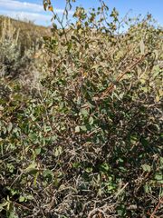 Symphoricarpos rotundifolius