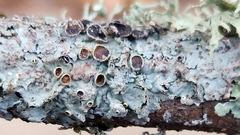 Punctelia bolliana