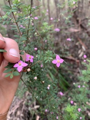 Boronia gracilipes