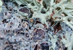 Punctelia bolliana
