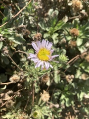 Erigeron glaucus