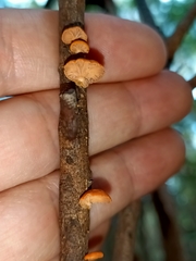 Anthracophyllum archeri