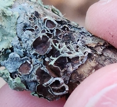 Punctelia bolliana