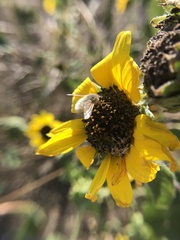 Systoechus candidulus