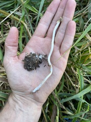Psilocybe semilanceata