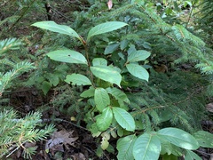 Viburnum cassinoides