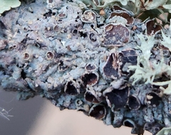 Punctelia bolliana