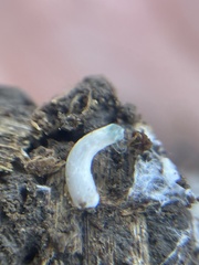 Psilocybe semilanceata