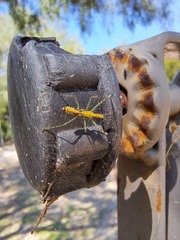 Zelus renardii