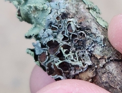 Punctelia bolliana