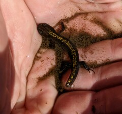 Ambystoma macrodactylum