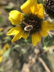 Systoechus candidulus