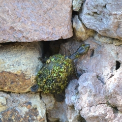 Kinosternon integrum