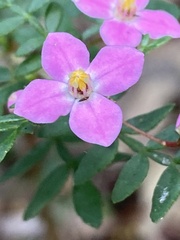 Boronia