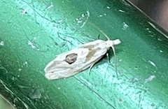 Aethes angustana