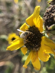 Systoechus candidulus
