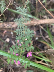 Boronia gracilipes