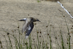 Calidris acuminata