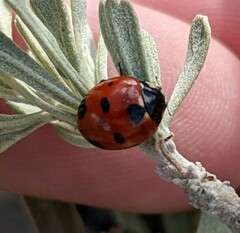 Coccinella difficilis