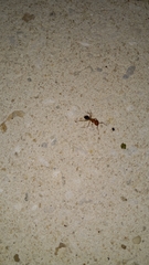 Camponotus floridanus