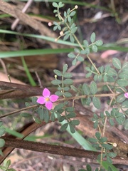 Boronia gracilipes