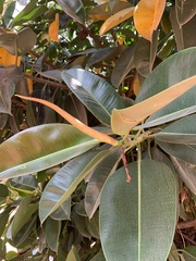 Ficus elastica