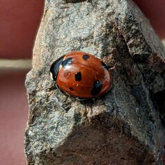 Coccinella difficilis