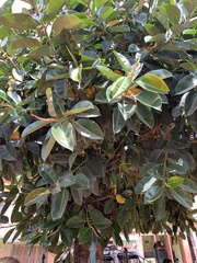 Ficus elastica
