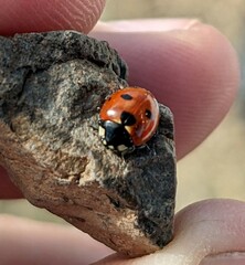 Coccinella difficilis