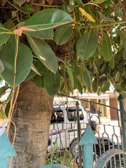 Ficus elastica