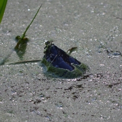 Kinosternon integrum