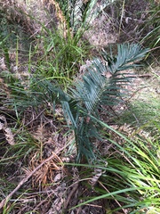Macrozamia riedlei