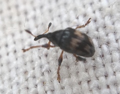 Nanophyes marmoratus