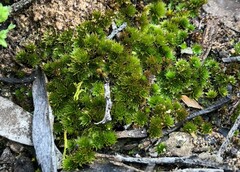 Rosulabryum