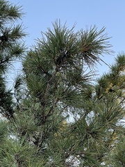 Pinus thunbergii