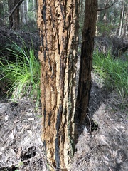 Allocasuarina decussata