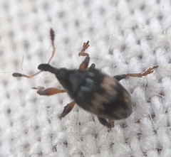 Nanophyes marmoratus