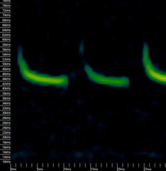 Perimyotis subflavus