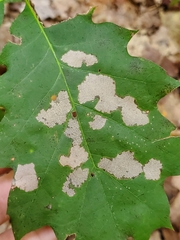Stigmella quercipulchella