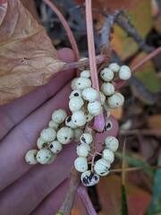 Physocarpus malvaceus