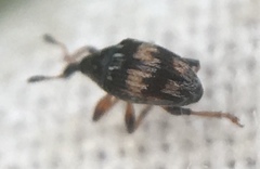 Nanophyes marmoratus