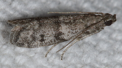Eurythmia angulella