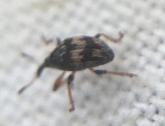 Nanophyes marmoratus